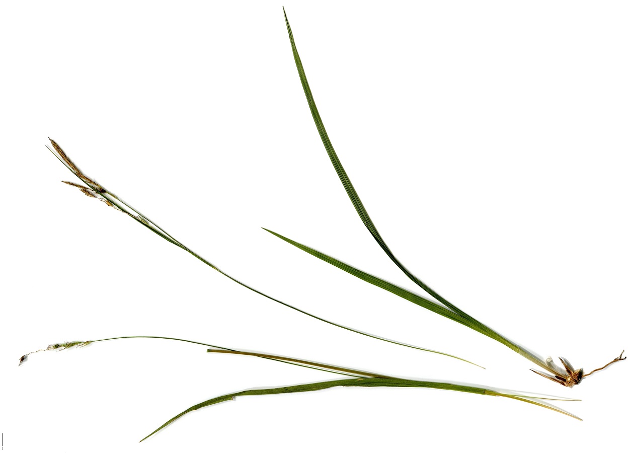 Carex sylvatica subsp. paui (Cyperaceae)